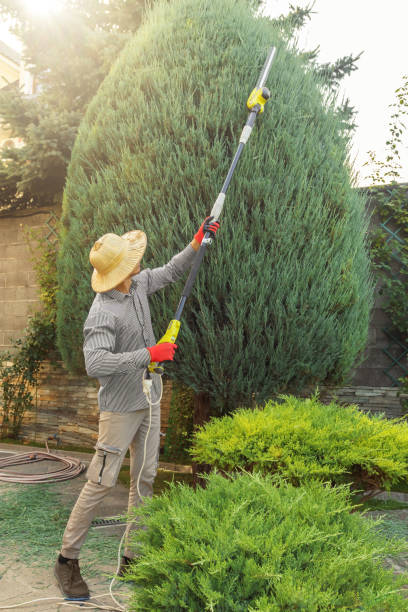 Best Tree and Shrub Care  in Lake Lorraine, FL